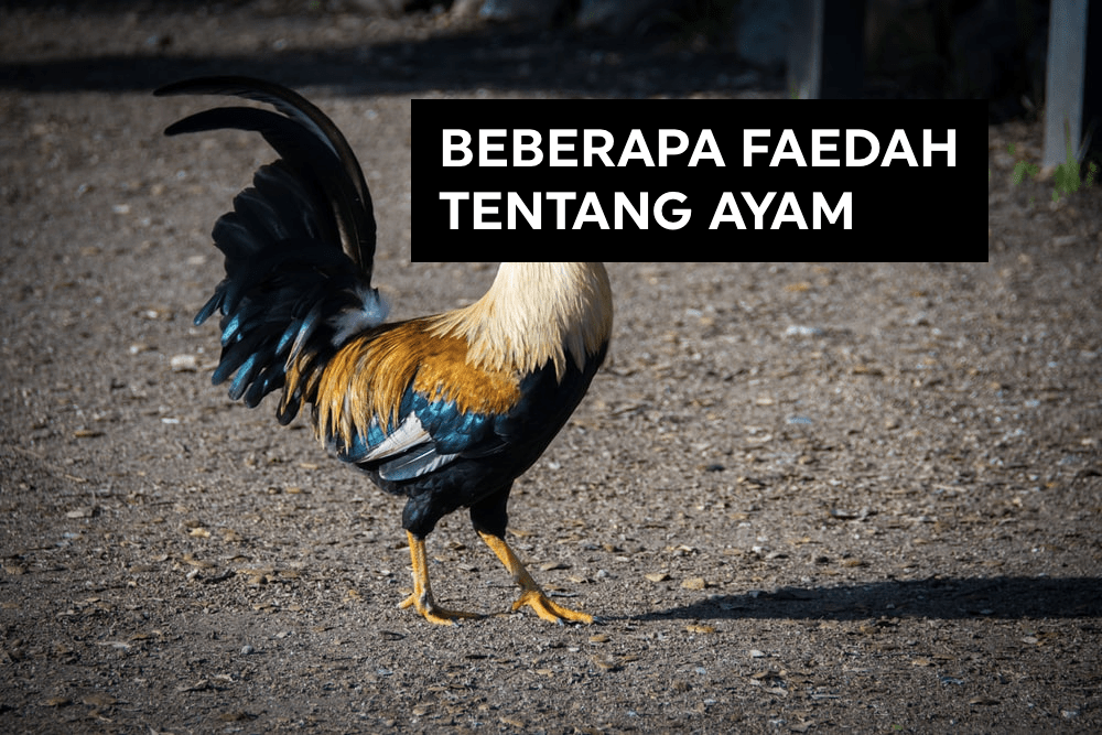 Beberapa Faedah Tentang&nbsp;Ayam
